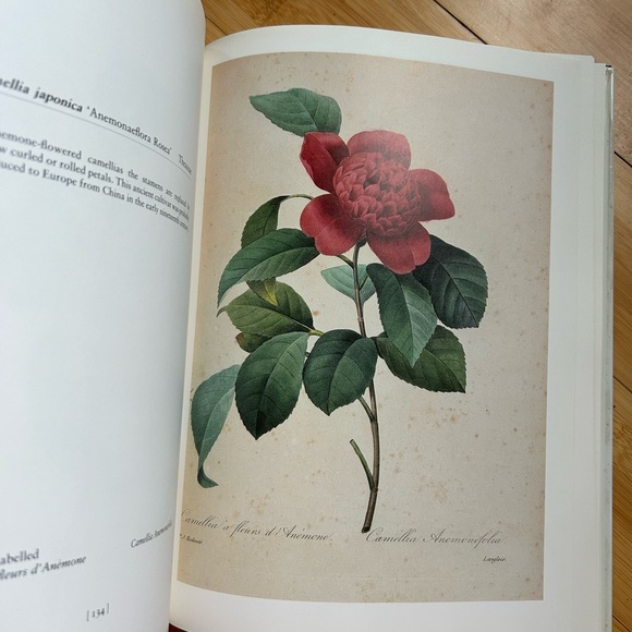 REDOUTE'S FAIREST FLOWERS (Hard Cover) Redoute, Pierre Joseph - Picture 7 of 12